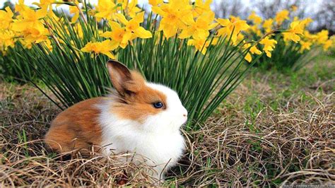 Baby Spring Animals Wallpapers Wallpaper Cave