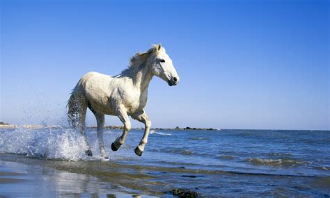 Horses On Beach Wallpaper Wallpapersafari