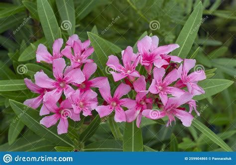 Pink Flower Of Oleander Sweet Oleander Rose Bay Or Nerium Oleander In