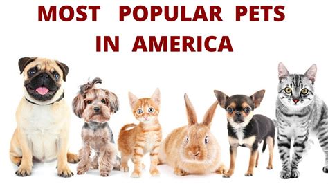 Most Popular Pet In The World Photos All Recommendation
