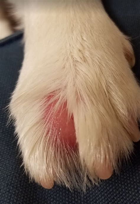 Why Is My Dogs Toe Swollen