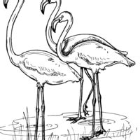 Desenho De Flamingo Dormindo Para Colorir Tudodesenhos