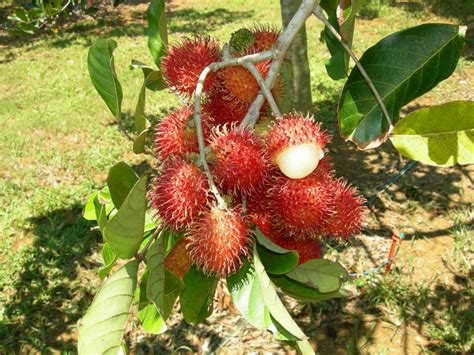 Most rambutans are red when they are ripe, but in malaysia. Conkers: The seed of the Rambutan obsession? - angmohdan