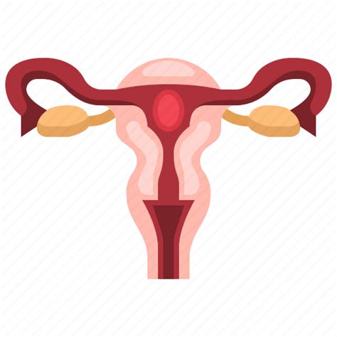 Anatomy Health Healthcare Medical Ovaries Ovary Uterus Icon