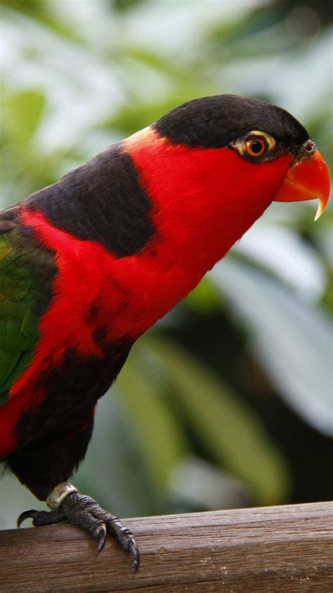 Wallpaper Parrot Jurong Bird Park Tourism Bird Animal Nature Red