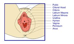 Warta Urang Galuh Klitoris Vagina Wanita Clitoris