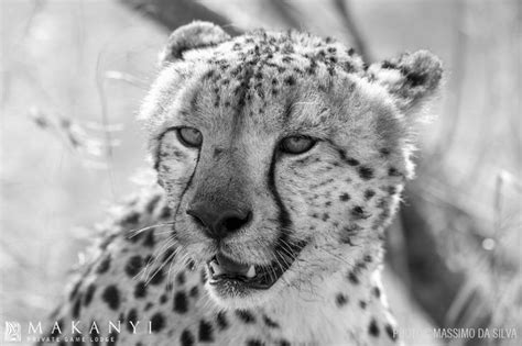 Cheetah In Black And White Cheetah Animals Cheetahs