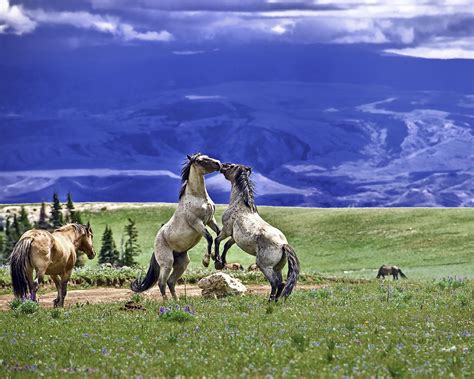 Wyoming Wild Horses — Live Wyld Magazine