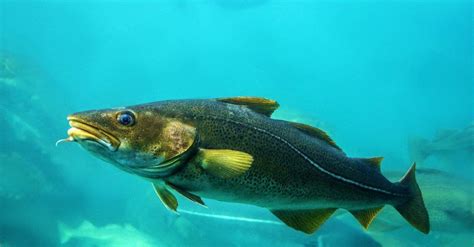 Codfish Fish Facts Gadus Spp A Z Animals