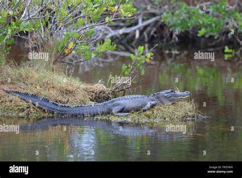 American Alligator Alligator Mississippiensis Lying By The Waterside