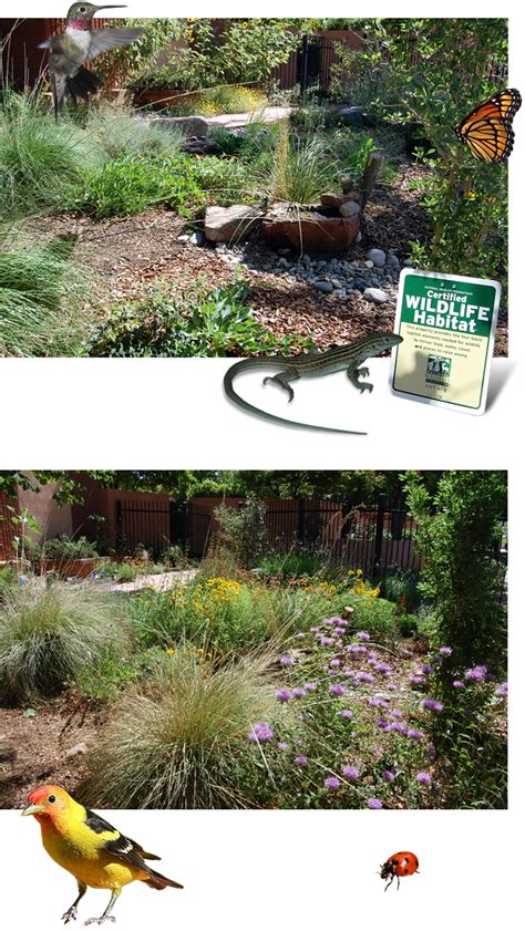 Xeric Garden Club of Albuquerque: Our Habitat Garden | Habitat garden, Habitats, Desert garden