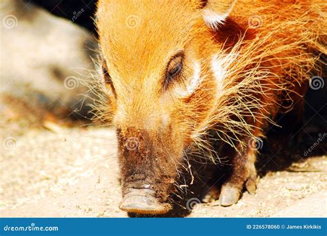 A Warthog Sniffs The Ground Stock Photo Image Of Mammal American