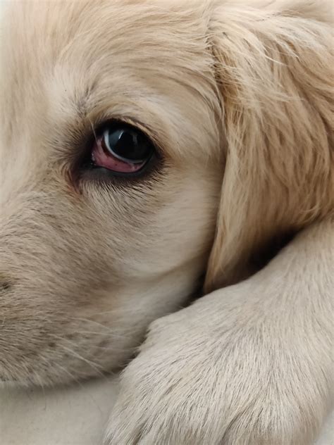 25 Months Puppy Eye Has Red Skin Exposed Golden Retriever Dog Forums