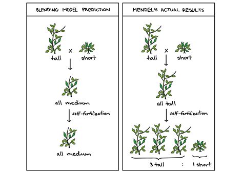 Describe Gregor Mendels Experiment Pea Plants