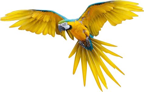 Flying Transparent Background Parrot Png Img Pewpew