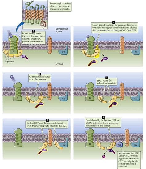Signal Transduction Proteins