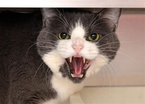 4 Angry Cat Sounds And Vet Approved Tips On How To Calm Them Catster