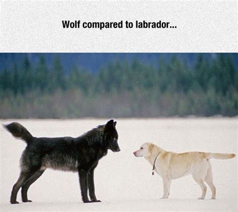 Wolf Vs Dog Size Comparison Dogs Labrador Labrador Retriever
