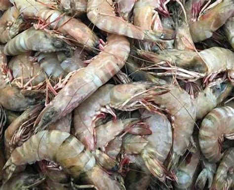 Filament Fresh Shrimp For Restaurant Usage Highly Nutritious 2 Kg Per