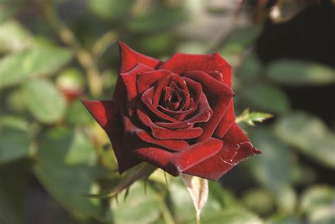 Black Jade Ludwigs Roses