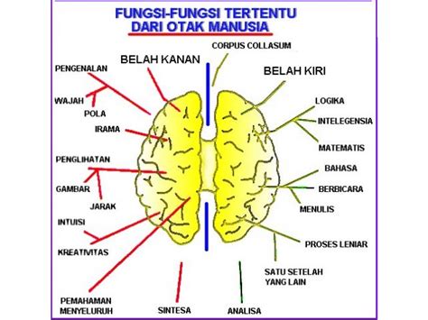 Konsep otak kanan dan otak kiri pemikiran yang dikembangkan dari penelitian pada akhir tahun 1960 dari psychobiologist amerika roger w sperry. Otak kanan VS Otak kiri - Just Shared on WP