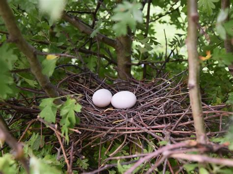 Wood Pigeon Nesting All You Need To Know Bird Fact