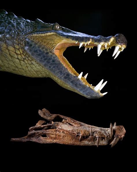 Fossil Hunters Unearth Galloping Dinosaur Eating Crocodiles In Sahara The Archaeology News