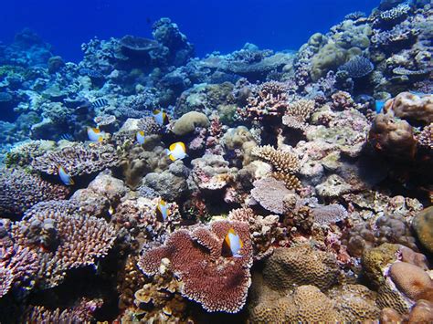 Palau Coral Reefs Precious Places Kslofliving Oceans Foundation