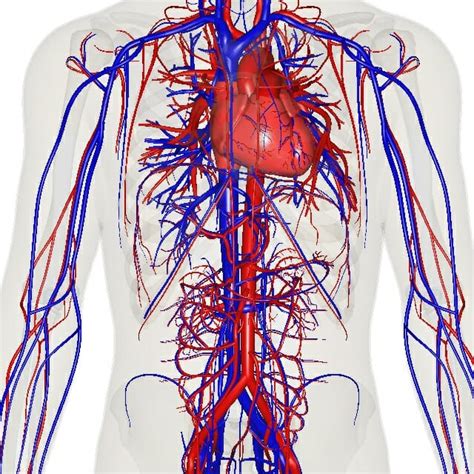 What Are The Major Blood Vessels In The Body Heart Blood Vessel