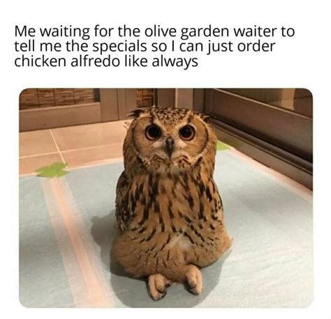 Just 25 Of The Cutest Owl Memes To Brighten Your Day Смешные совы