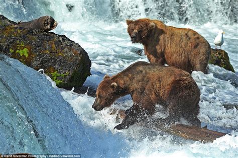 Grizzly Bears Enjoy Hydrotherapy At Brooks Falls Waterfall In Alaska