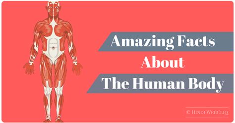 Hindi Webcliq मानव शरीर के बारे में रोचक तथ्य Amazing Facts About The