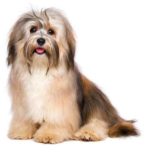 What Health Problems Do Havanese Dogs Have