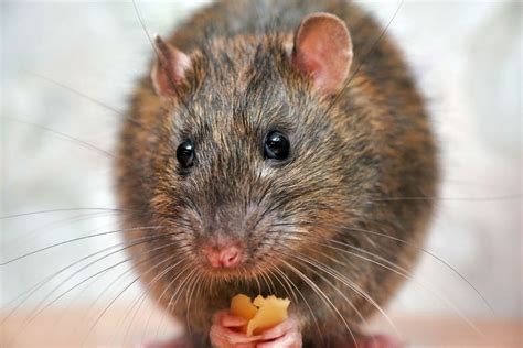 Die 9 Besten Rattenköder So Locken Sie Ratten An Gartenlexikonde