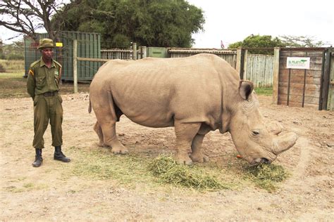 Do The Worlds Three Remaining Northern White Rhinos Have A Future