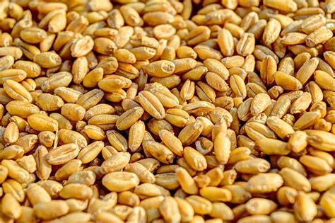 Wheat Grain Wheat Grain Agriculture Seed Crop Food Golden