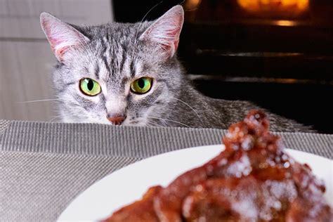 Can Cats Eat Steak That Cuddly Cat