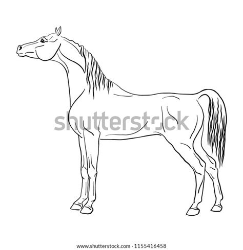 Illustration Arabian Horse Stock Vector Royalty Free 1155416458
