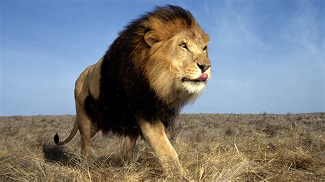Born to be king promotional tour & premier day! African Lions: Born Free? No, Born Captive to Be Killed