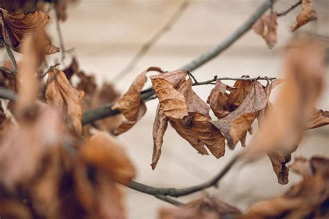 Free Picture Of A Tree With Dead Leaves In Winter For Your Blog
