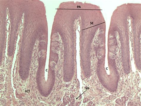 Tongue Papillae 10x Histology