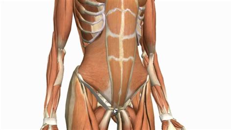 The abdomen is the largest cavity in the body. Muscles of the Anterior Abdominal Wall - 3D Anatomy ...