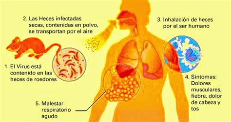 El virus del ébola 1 (ebolavirus) 2 es un género de virus de la familia filoviridae que se detectó por primera vez en algunas regiones de áfrica. Fiebre de Lassa: el brote más grande de una enfermedad ...