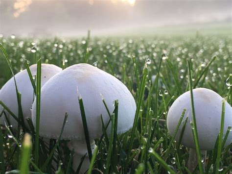 Mushrooms On A Foggy Fall Morning Smithsonian Photo Contest