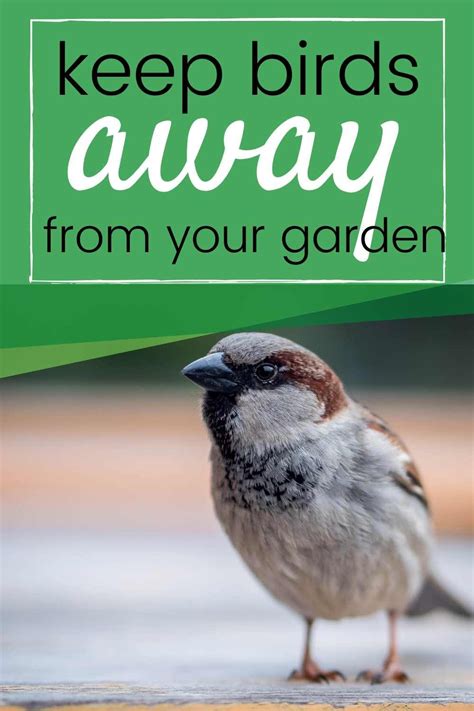 Keep Birds Out Of Your Garden Bountiful Garden Veggie Garden Birds