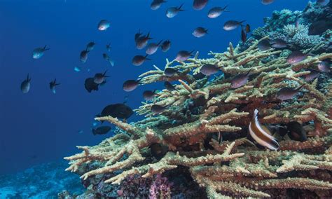 New Insights Into The Incredible Animals Of Fijis Great Sea Reef