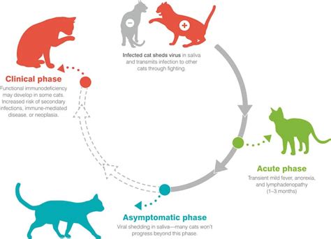 Understanding Feline Immunodeficiency Virus Fiv Phases And Symptoms