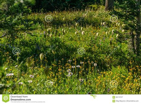 Alpine Field Fresh Green Meadows And Blooming Flowers And Forest Green