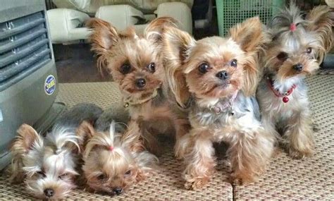 Select from premium lots of puppies of the highest quality. Yorkies./oh my, a whole lot of sweet | Yorkie | Yorkie puppy, Yorkie, Yorkshire terrier