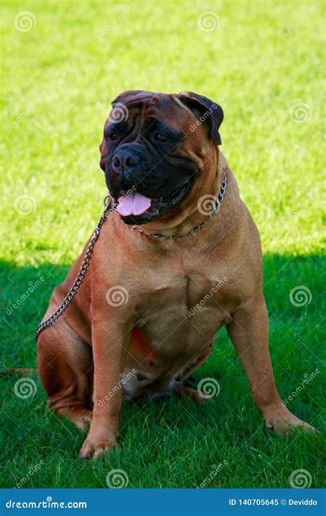 Dog Breed Bullmastiff Stock Image Image Of Redhead 140705645